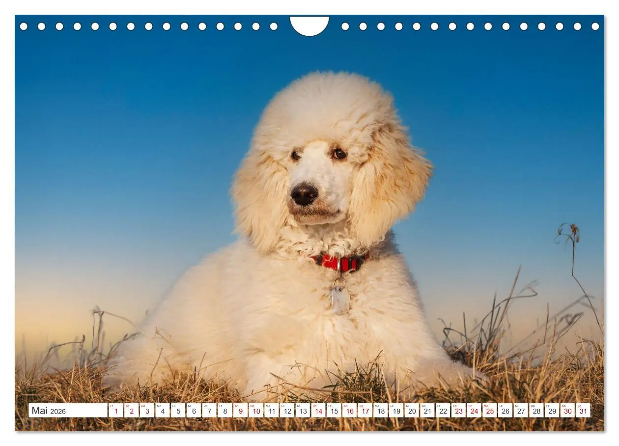 Bild: 9783457324905 | Pudel - Glück auf vier Pfoten (Wandkalender 2026 DIN A4 quer),...