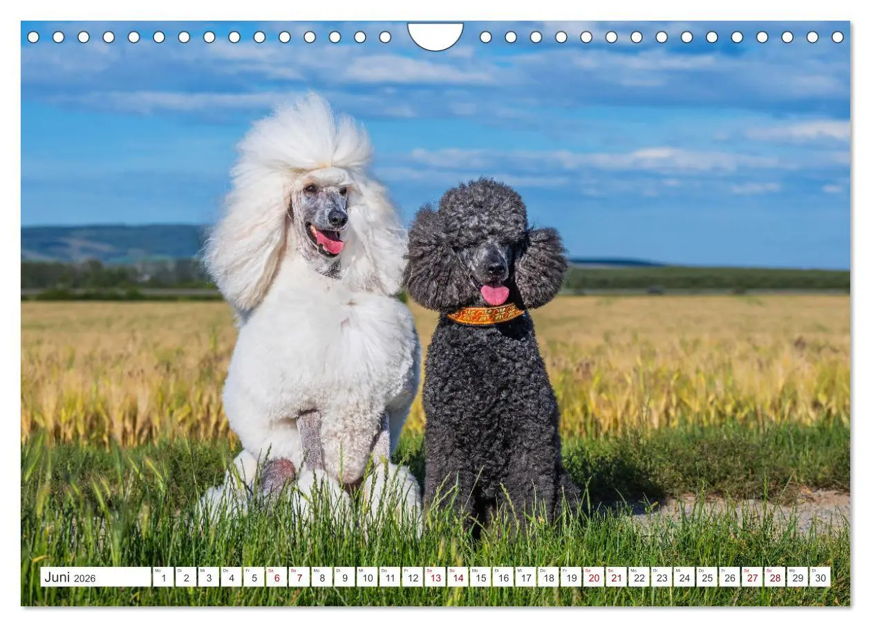 Bild: 9783457324905 | Pudel - Glück auf vier Pfoten (Wandkalender 2026 DIN A4 quer),...