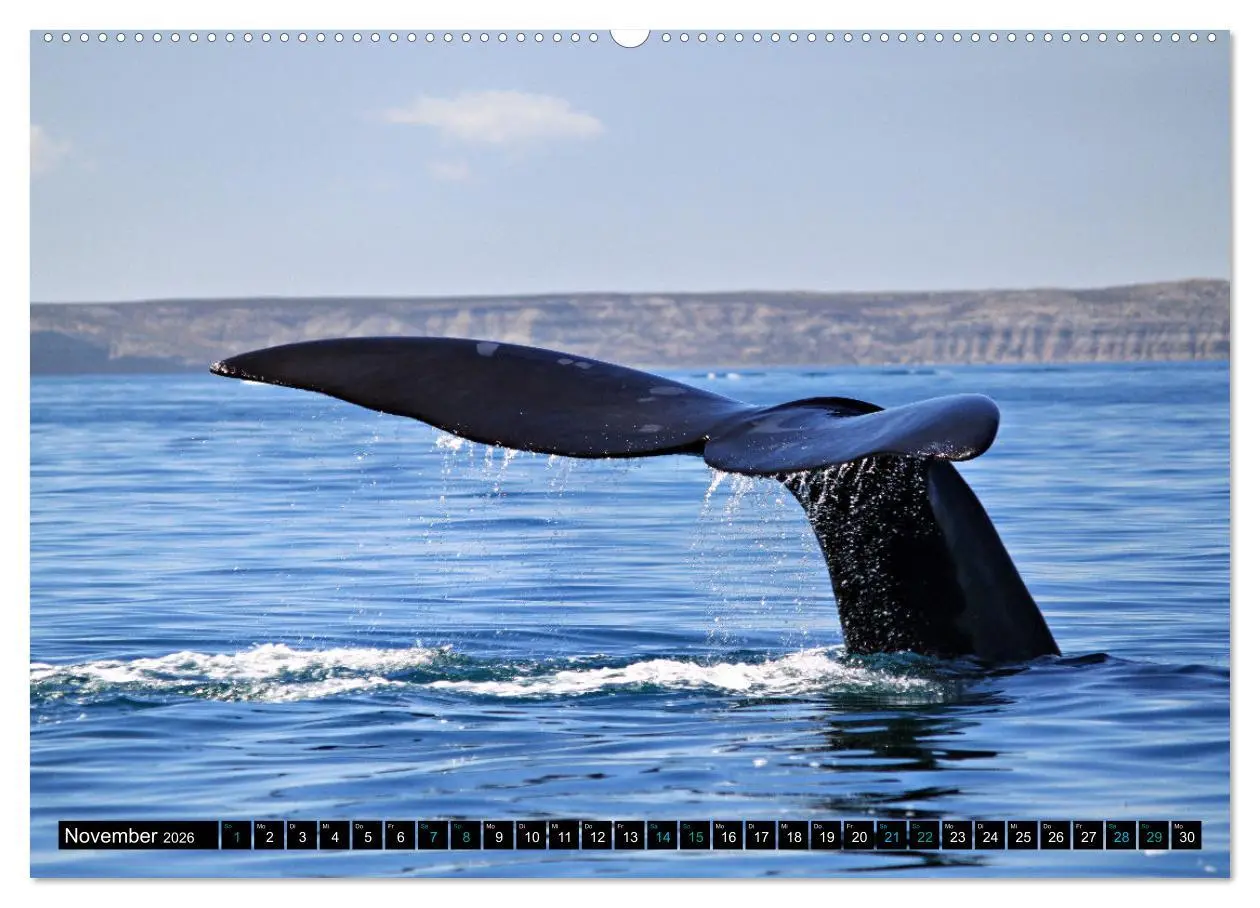 Bild: 9783457494905 | Big Five aus dem Ozean Hai, Delphin, Wal, Robbe, Pinguin...