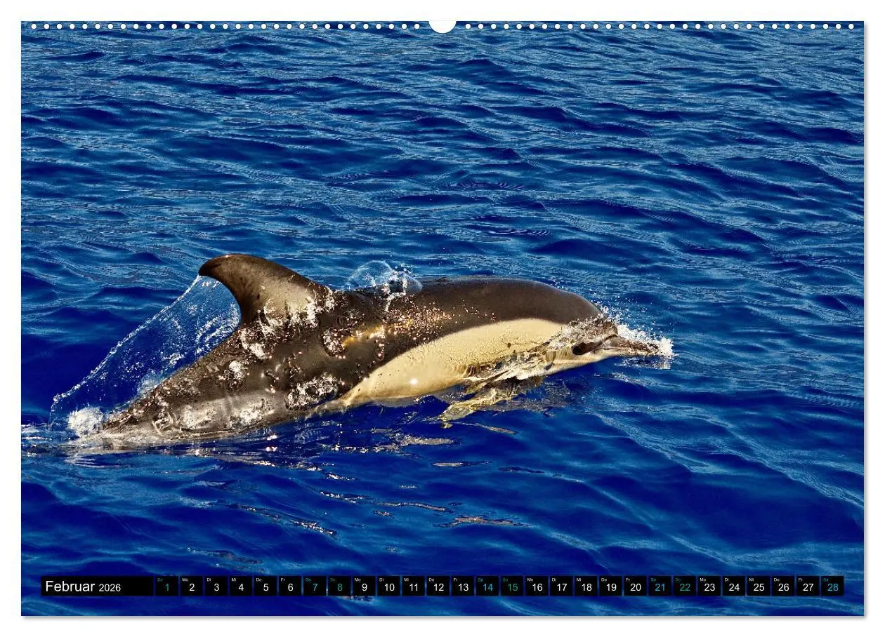 Bild: 9783457494905 | Big Five aus dem Ozean Hai, Delphin, Wal, Robbe, Pinguin...