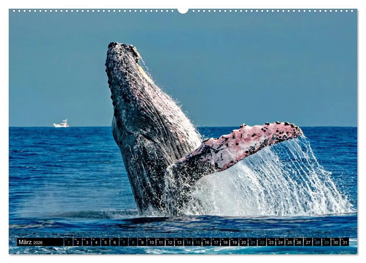 Bild: 9783457494905 | Big Five aus dem Ozean Hai, Delphin, Wal, Robbe, Pinguin...