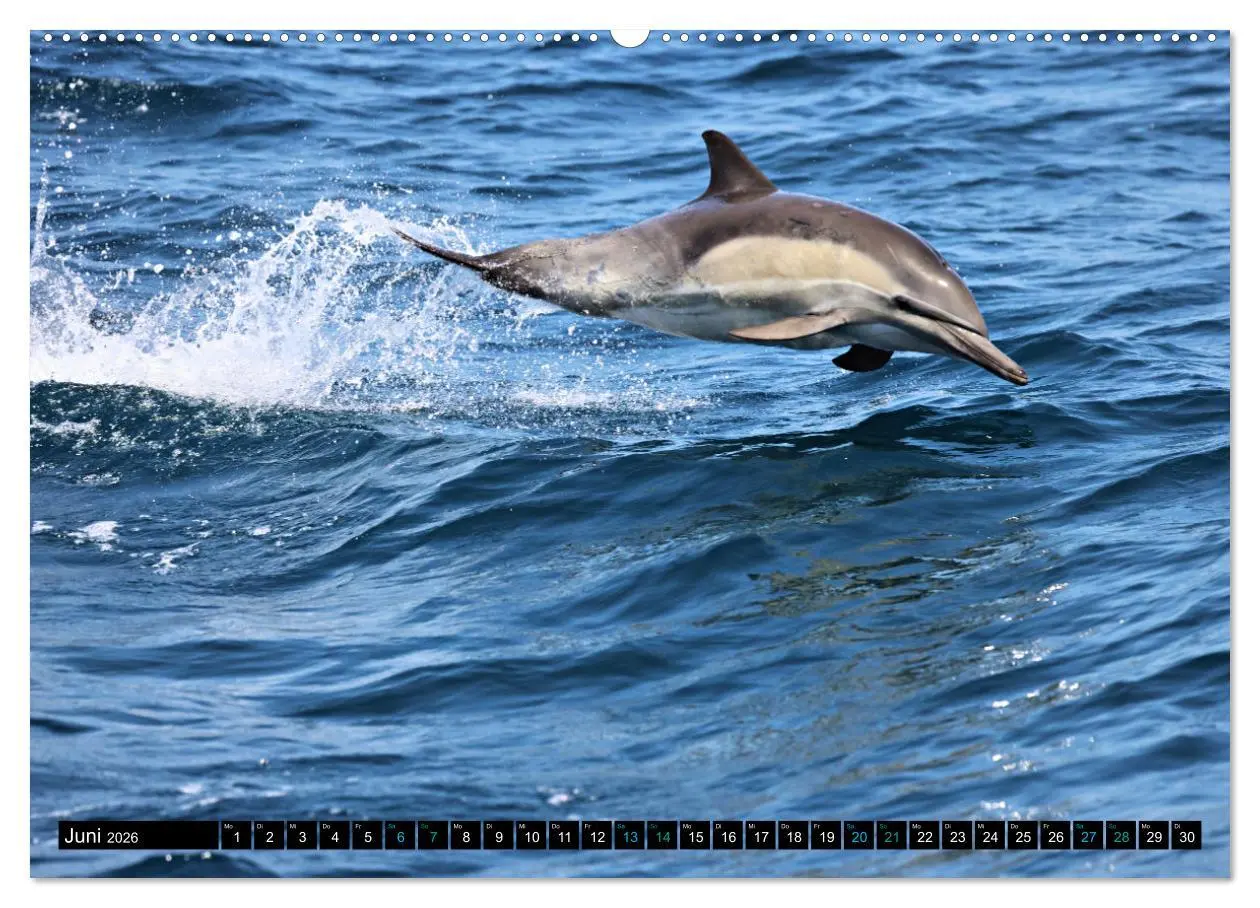 Bild: 9783457494905 | Big Five aus dem Ozean Hai, Delphin, Wal, Robbe, Pinguin...