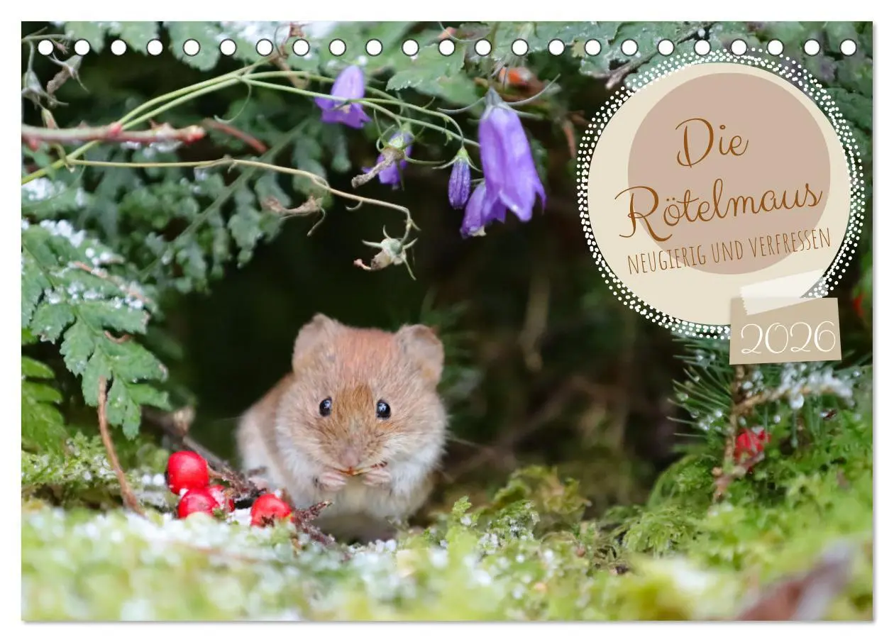 Cover: 9783457525005 | Die Rötelmaus - neugierig und verfressen (Tischkalender 2026 DIN A5...