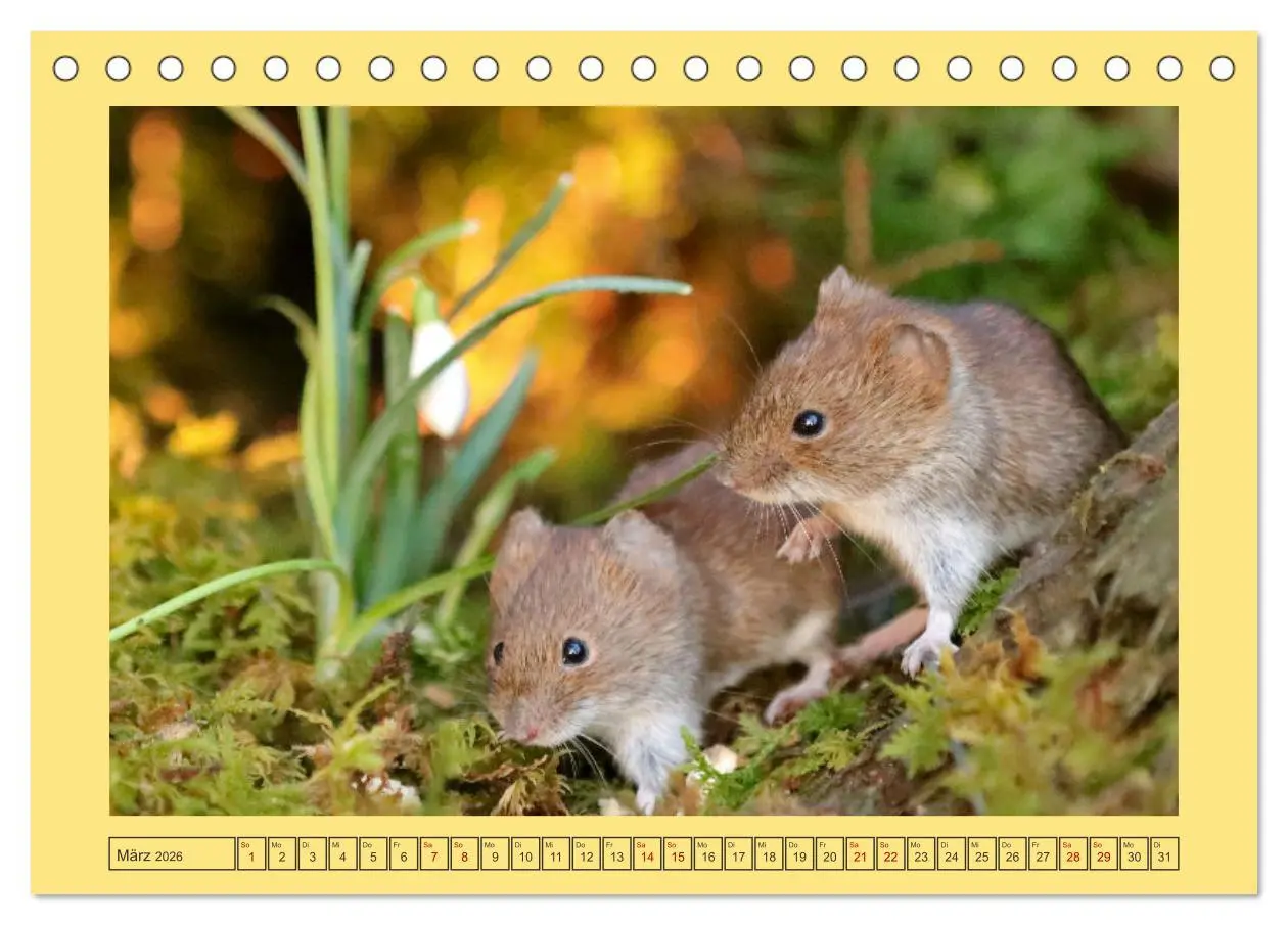 Bild: 9783457525005 | Die Rötelmaus - neugierig und verfressen (Tischkalender 2026 DIN A5...