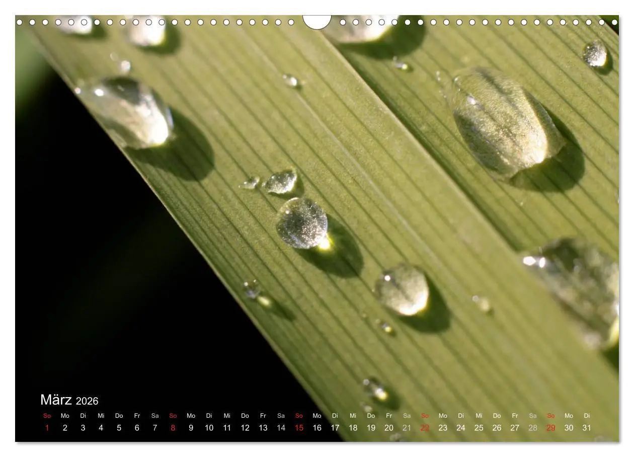 Bild: 9783516095005 | Der vegane Küchenkalender (Wandkalender 2026 DIN A3 quer), CALVENDO...