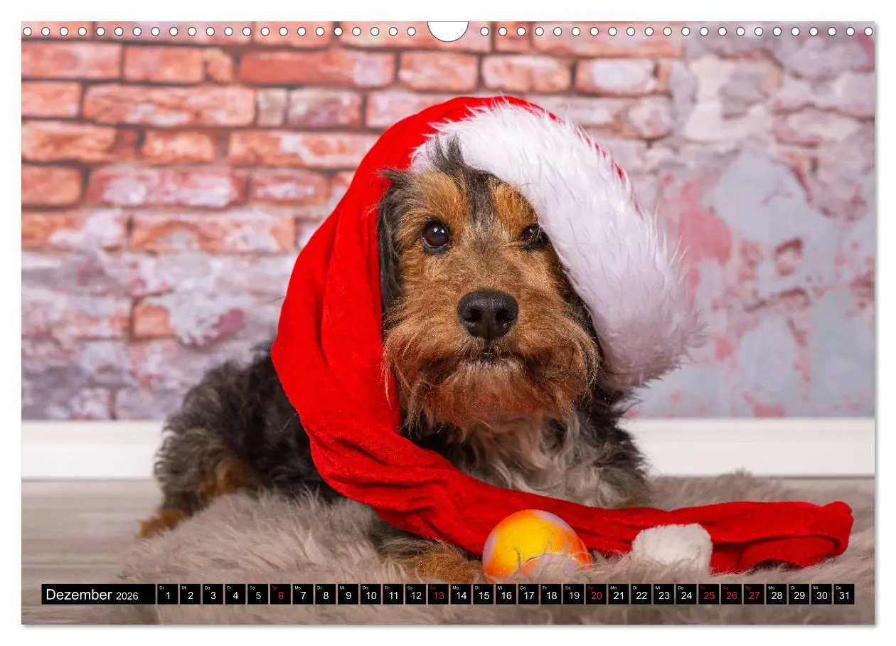Bild: 9783516165005 | DACKEL 2026 Frech und Liebenwert (Wandkalender 2026 DIN A3 quer),...