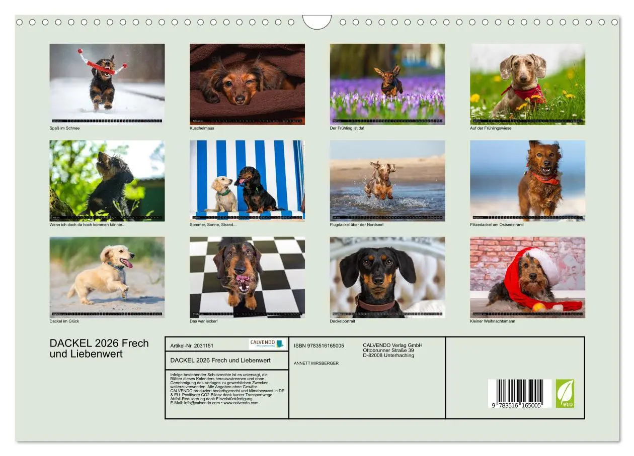 Bild: 9783516165005 | DACKEL 2026 Frech und Liebenwert (Wandkalender 2026 DIN A3 quer),...