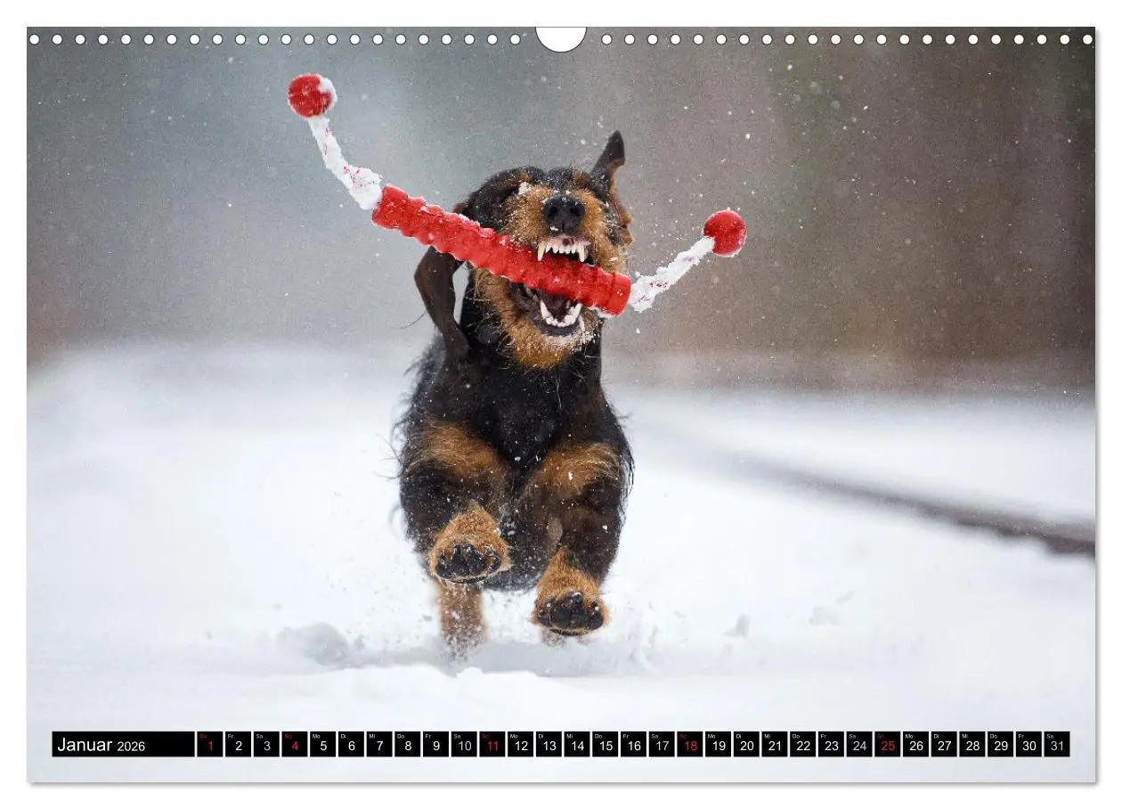 Bild: 9783516165005 | DACKEL 2026 Frech und Liebenwert (Wandkalender 2026 DIN A3 quer),...