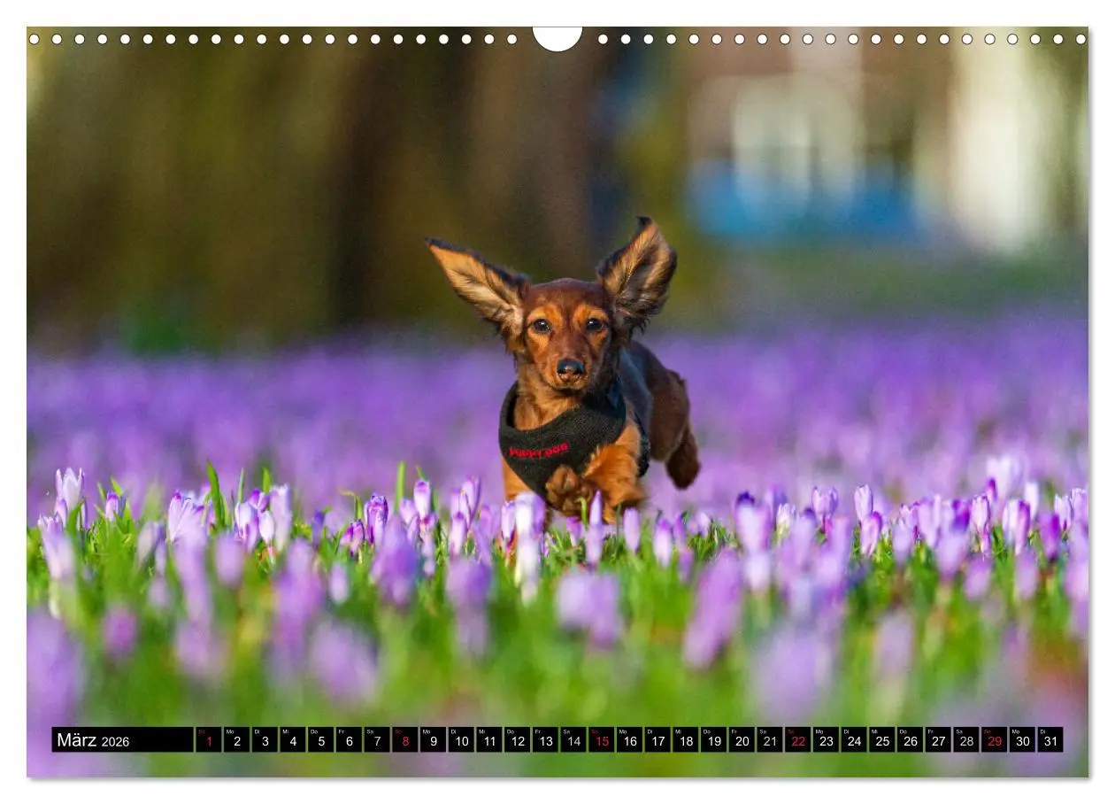 Bild: 9783516165005 | DACKEL 2026 Frech und Liebenwert (Wandkalender 2026 DIN A3 quer),...
