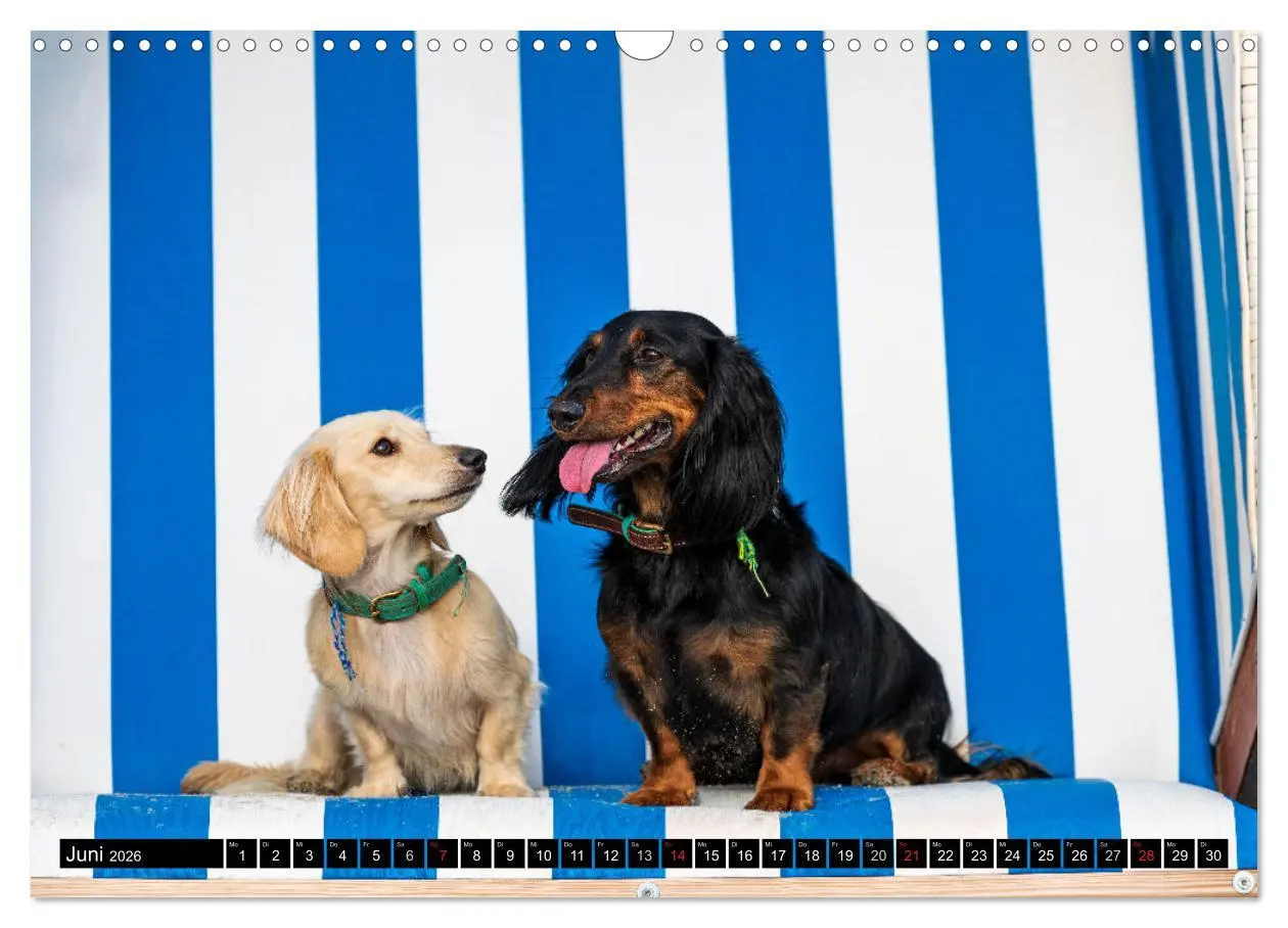 Bild: 9783516165005 | DACKEL 2026 Frech und Liebenwert (Wandkalender 2026 DIN A3 quer),...