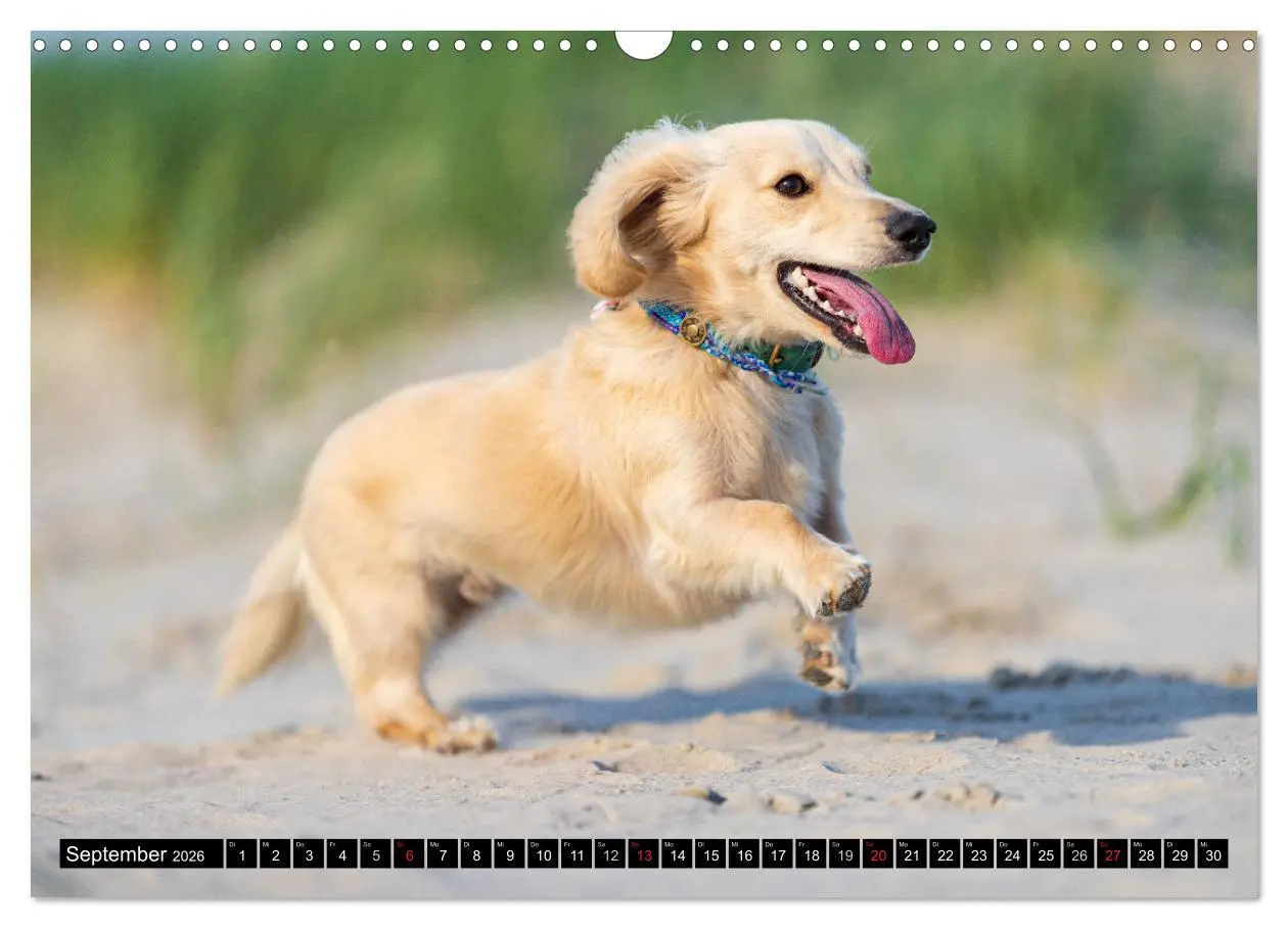 Bild: 9783516165005 | DACKEL 2026 Frech und Liebenwert (Wandkalender 2026 DIN A3 quer),...