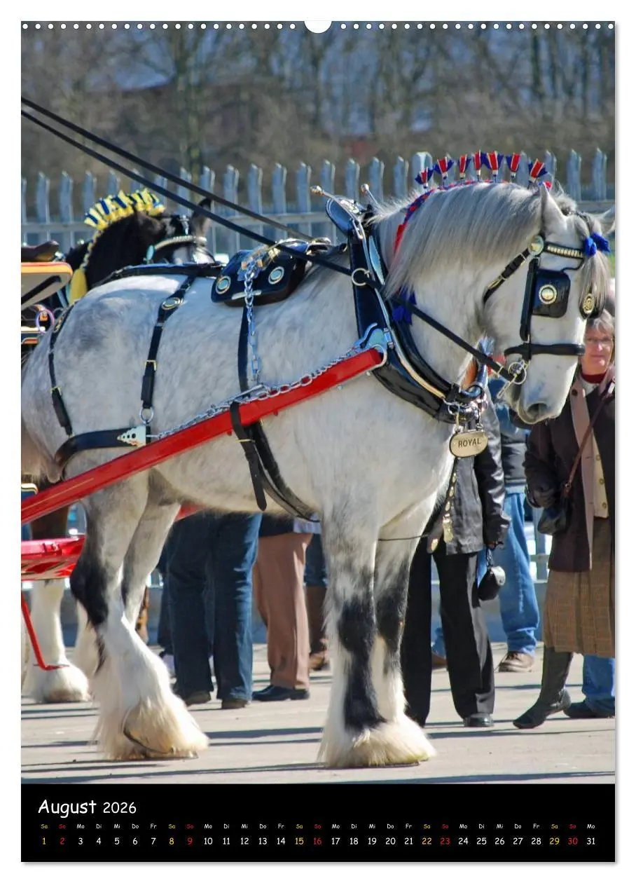 Bild: 9783516475005 | Shire Horse - Geschmückte Riesen (Wandkalender 2026 DIN A2 hoch),...