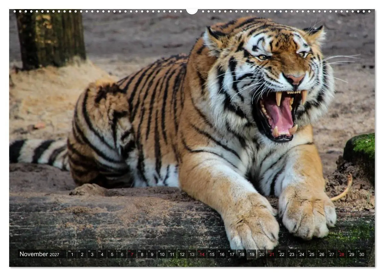 Bild: 9783594145005 | Raubkatzen. Wild, schön und kraftvoll (hochwertiger Premium...