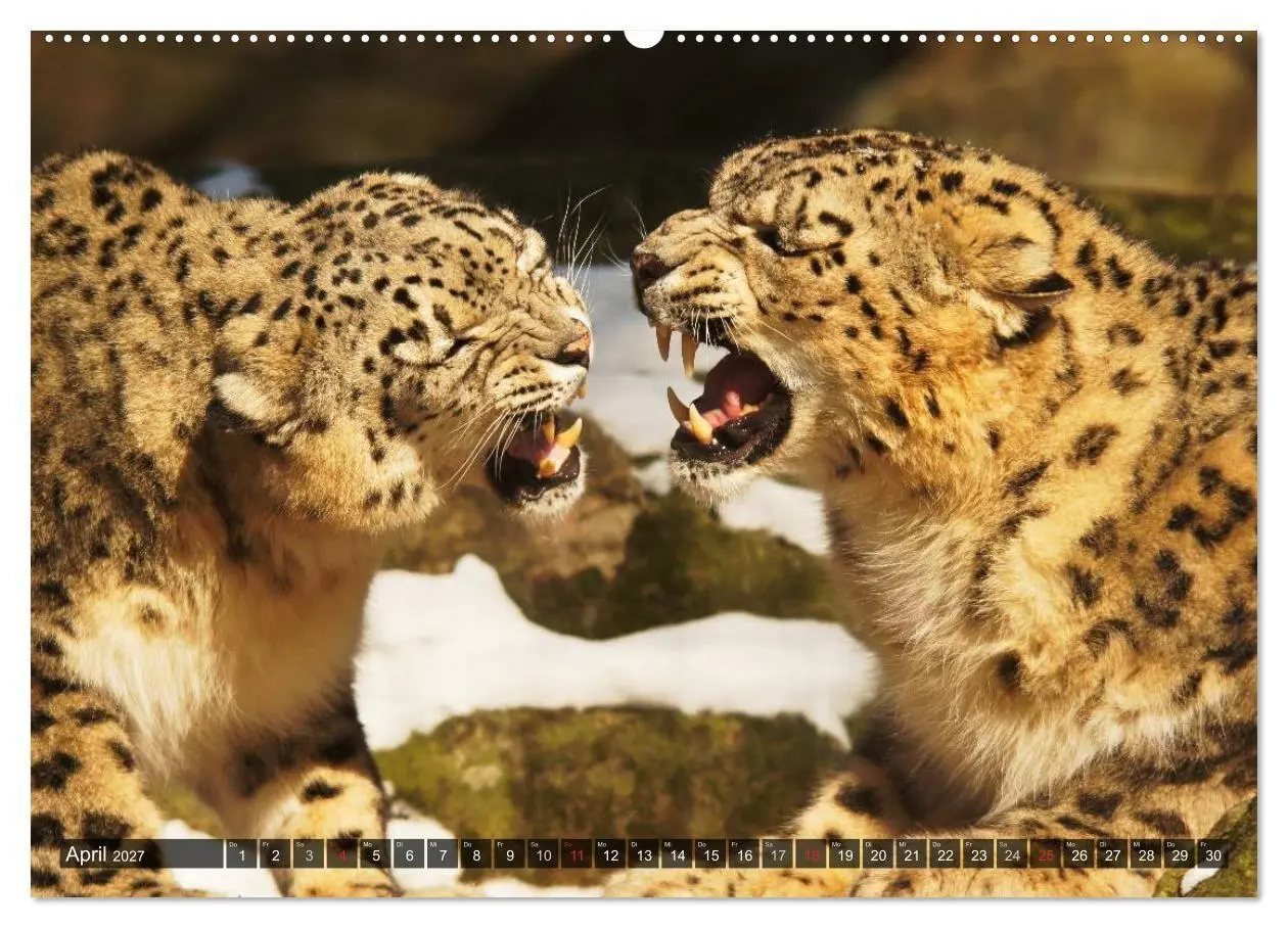 Bild: 9783594145005 | Raubkatzen. Wild, schön und kraftvoll (hochwertiger Premium...