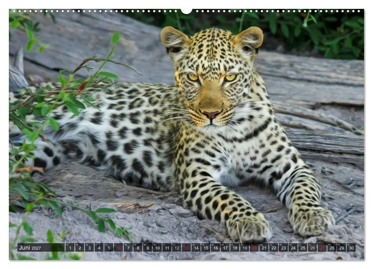 Bild: 9783594145005 | Raubkatzen. Wild, schön und kraftvoll (hochwertiger Premium...