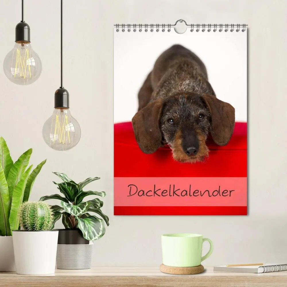 Bild: 9783457065105 | Dackel (Wandkalender 2025 DIN A4 hoch), CALVENDO Monatskalender | 2025