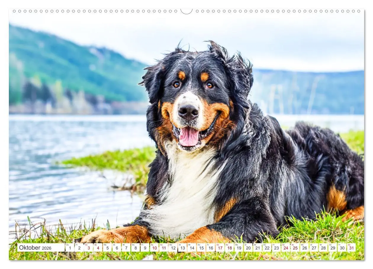 Bild: 9783457515105 | Berner Sennenhunde - Traumhunde mit Charme (hochwertiger Premium...