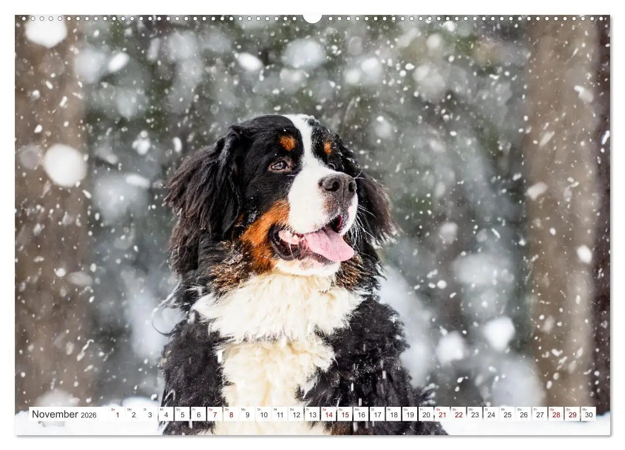 Bild: 9783457515105 | Berner Sennenhunde - Traumhunde mit Charme (hochwertiger Premium...