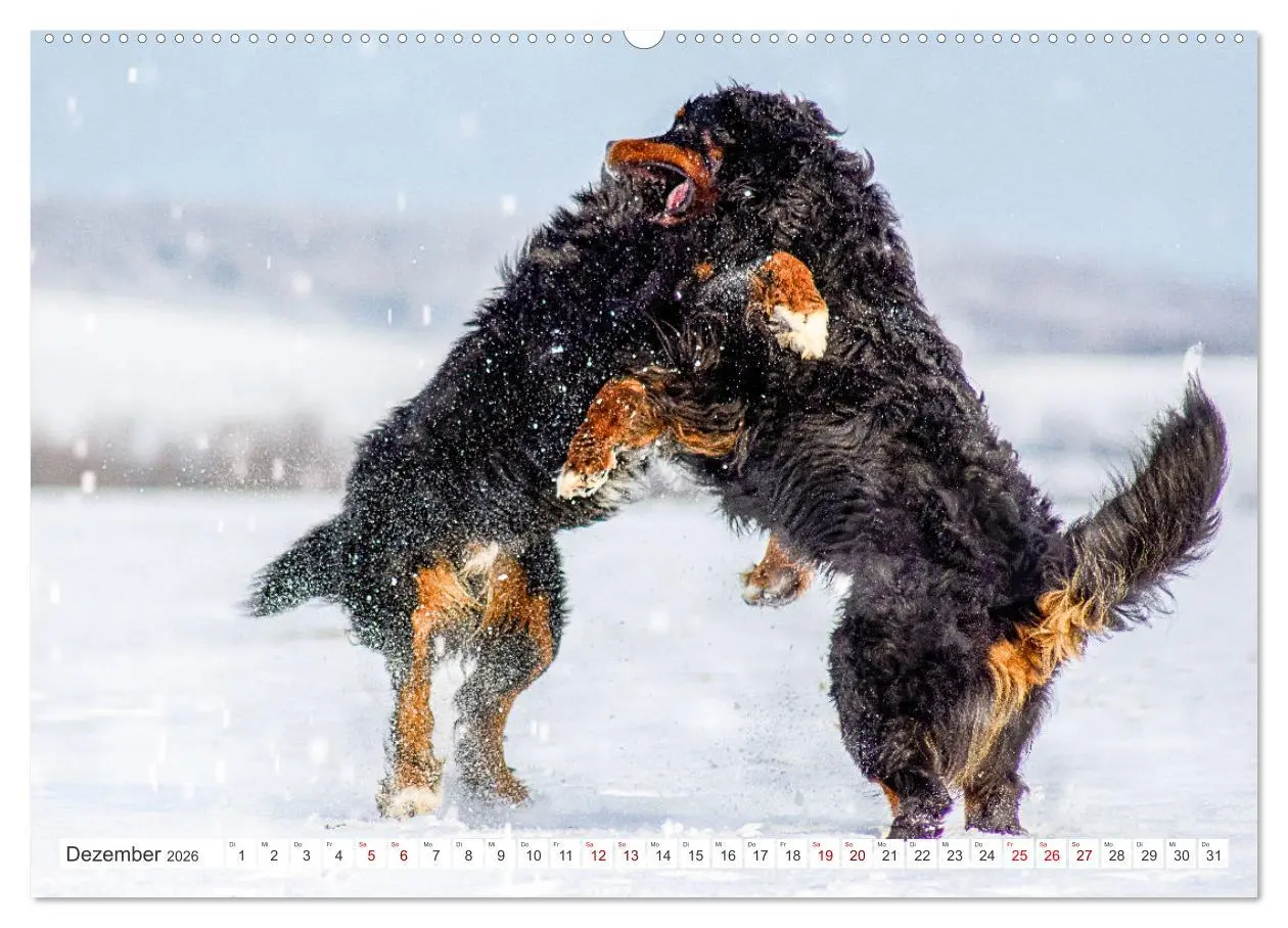 Bild: 9783457515105 | Berner Sennenhunde - Traumhunde mit Charme (hochwertiger Premium...