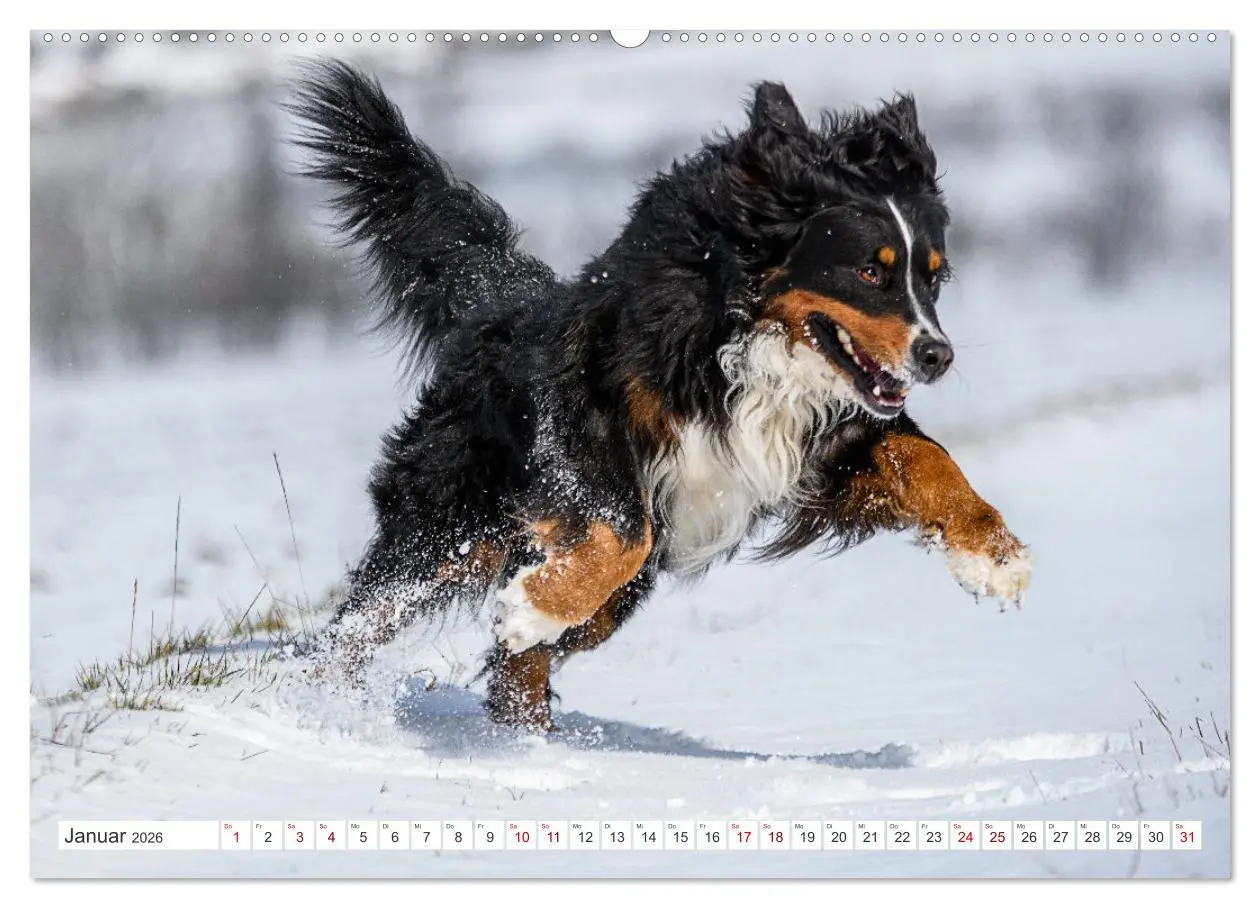 Bild: 9783457515105 | Berner Sennenhunde - Traumhunde mit Charme (hochwertiger Premium...