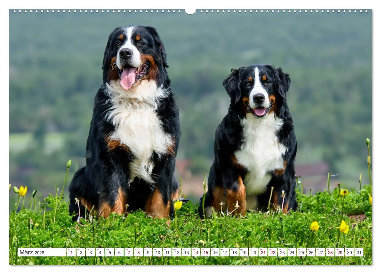 Bild: 9783457515105 | Berner Sennenhunde - Traumhunde mit Charme (hochwertiger Premium...