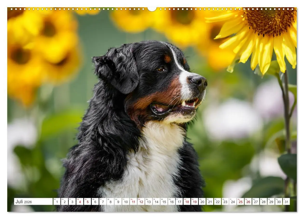 Bild: 9783457515105 | Berner Sennenhunde - Traumhunde mit Charme (hochwertiger Premium...