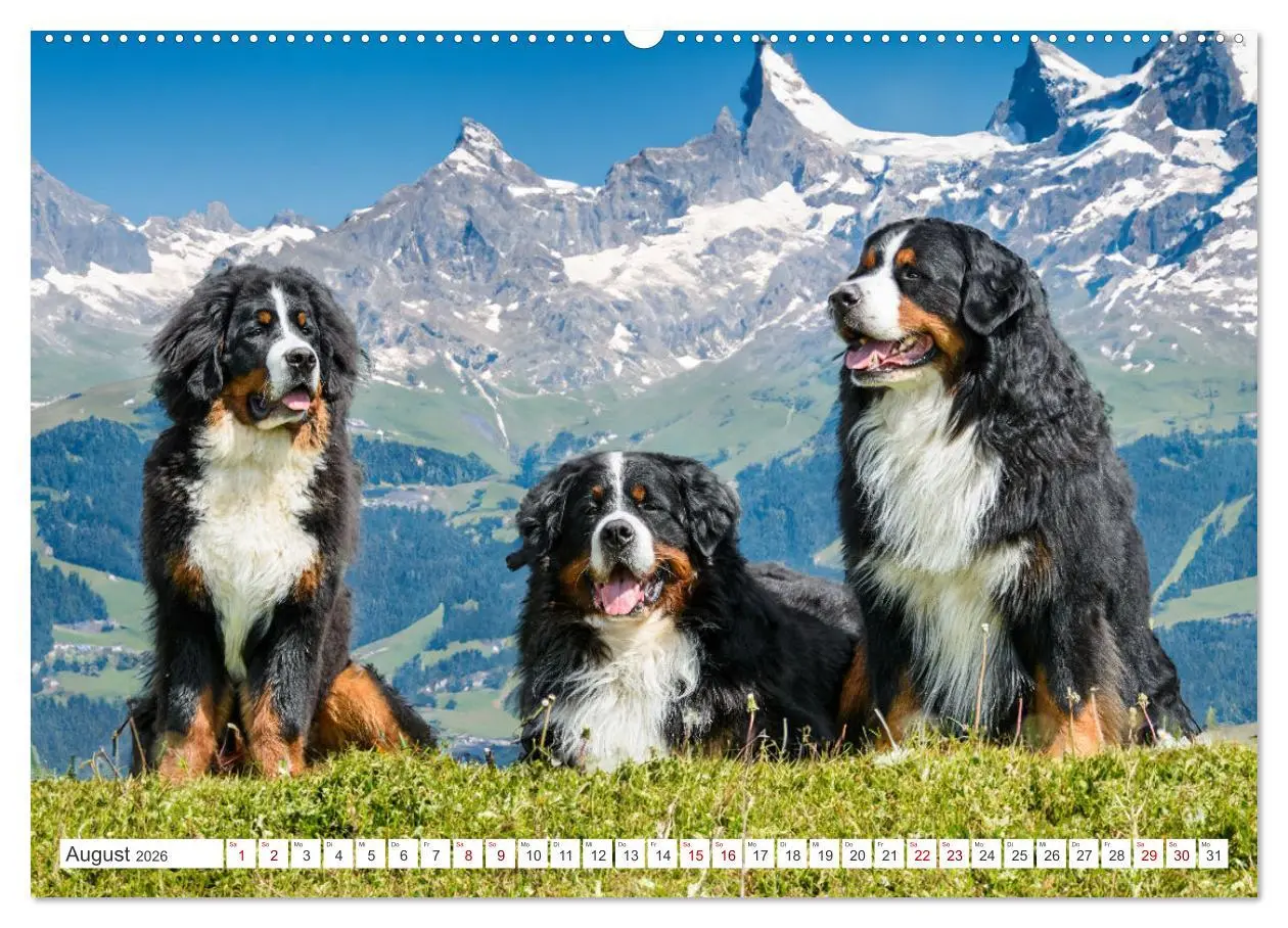 Bild: 9783457515105 | Berner Sennenhunde - Traumhunde mit Charme (hochwertiger Premium...