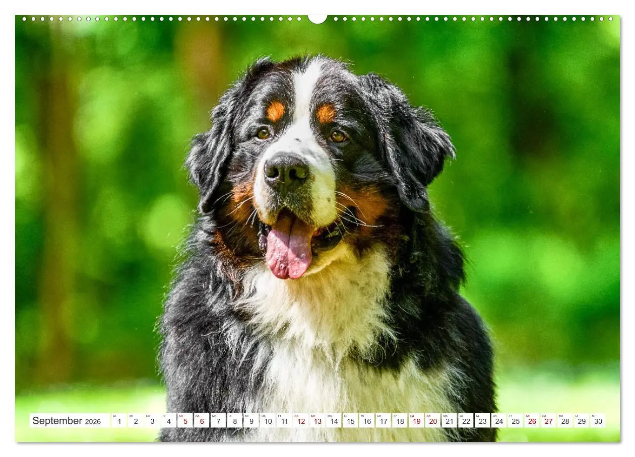 Bild: 9783457515105 | Berner Sennenhunde - Traumhunde mit Charme (hochwertiger Premium...