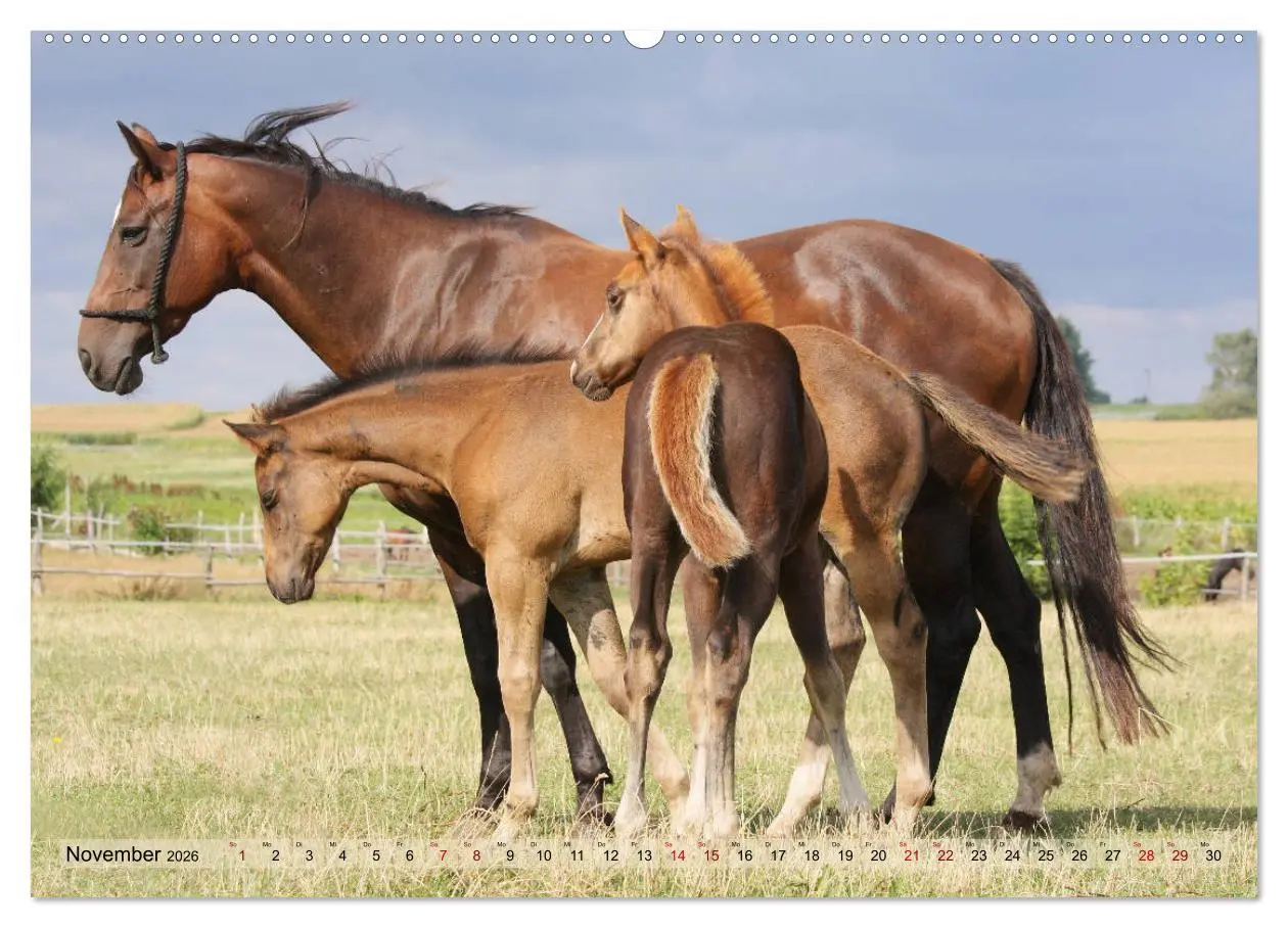 Bild: 9783457755105 | Quarter Horses - Die größte Zuchtbuchrasse der Welt (hochwertiger...
