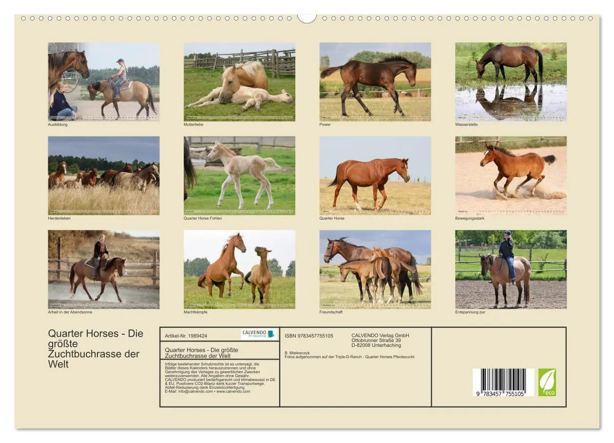 Bild: 9783457755105 | Quarter Horses - Die größte Zuchtbuchrasse der Welt (hochwertiger...