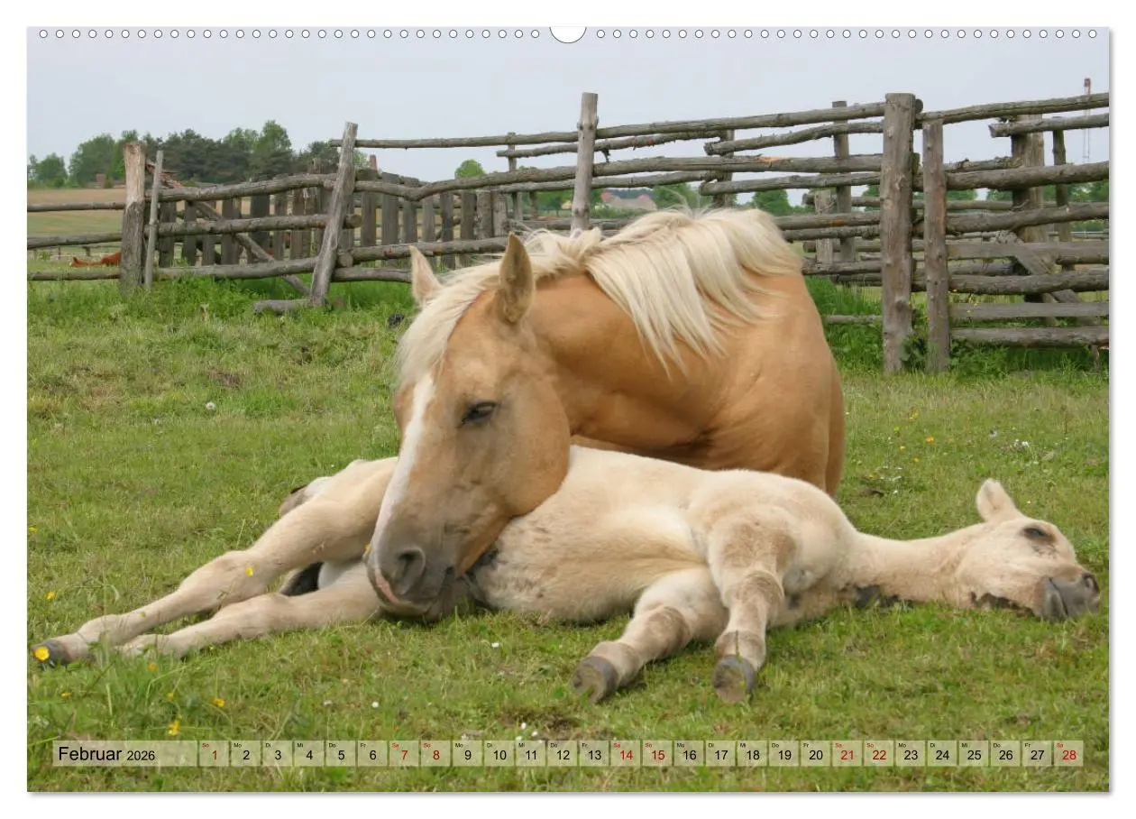 Bild: 9783457755105 | Quarter Horses - Die größte Zuchtbuchrasse der Welt (hochwertiger...