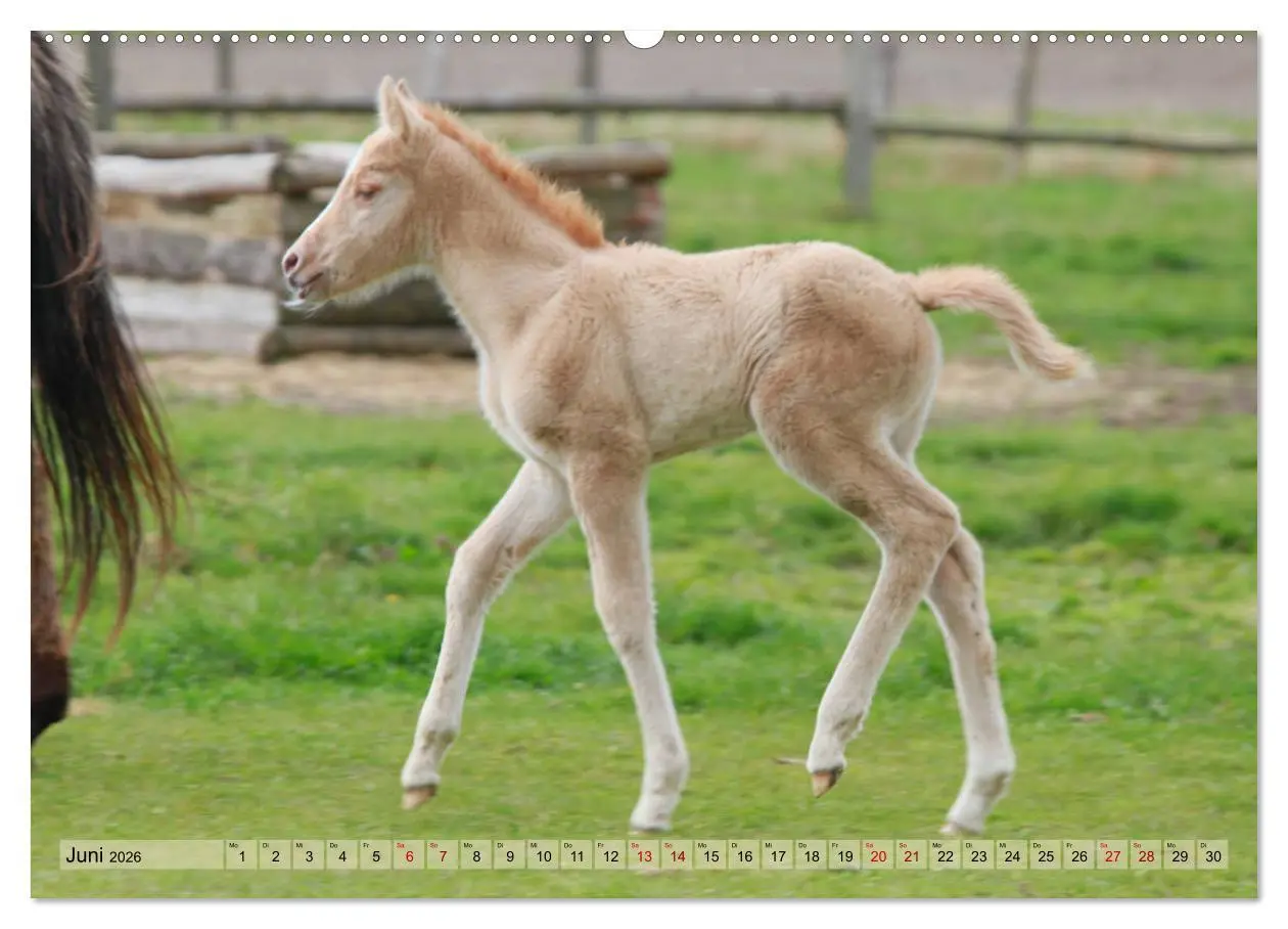 Bild: 9783457755105 | Quarter Horses - Die größte Zuchtbuchrasse der Welt (hochwertiger...
