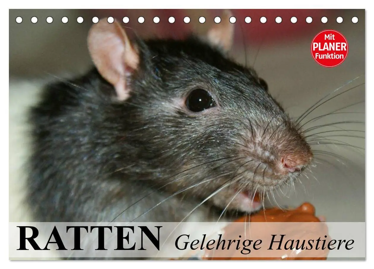 Cover: 9783457995105 | Ratten. Gelehrige Haustiere (Tischkalender 2026 DIN A5 quer),...