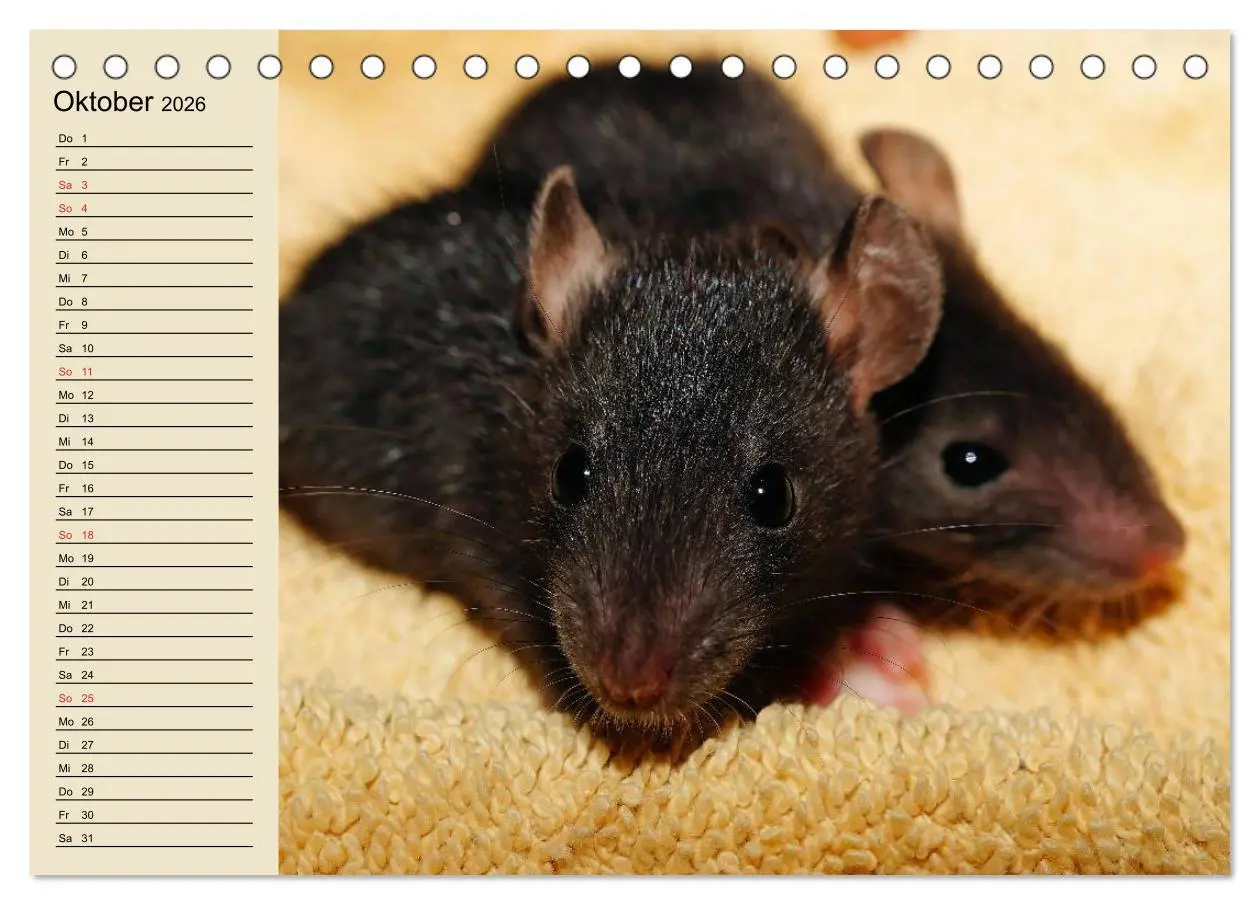 Bild: 9783457995105 | Ratten. Gelehrige Haustiere (Tischkalender 2026 DIN A5 quer),...