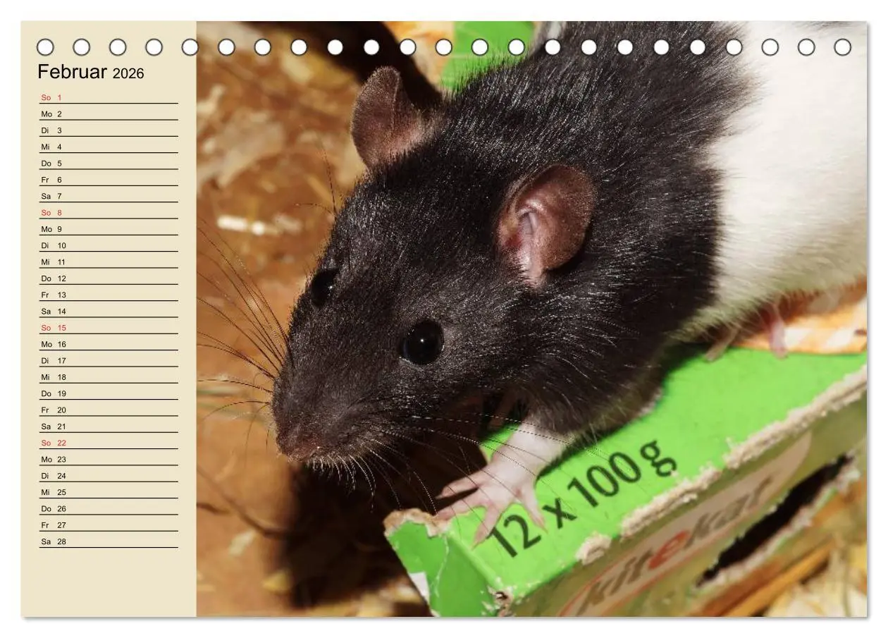Bild: 9783457995105 | Ratten. Gelehrige Haustiere (Tischkalender 2026 DIN A5 quer),...