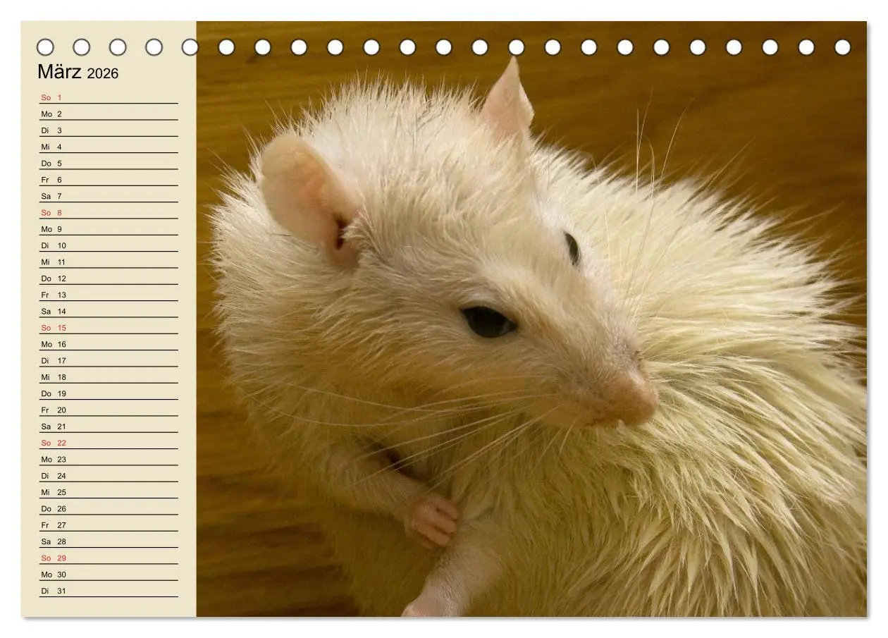 Bild: 9783457995105 | Ratten. Gelehrige Haustiere (Tischkalender 2026 DIN A5 quer),...