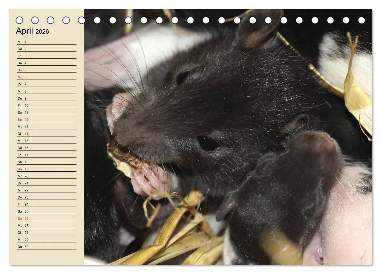 Bild: 9783457995105 | Ratten. Gelehrige Haustiere (Tischkalender 2026 DIN A5 quer),...