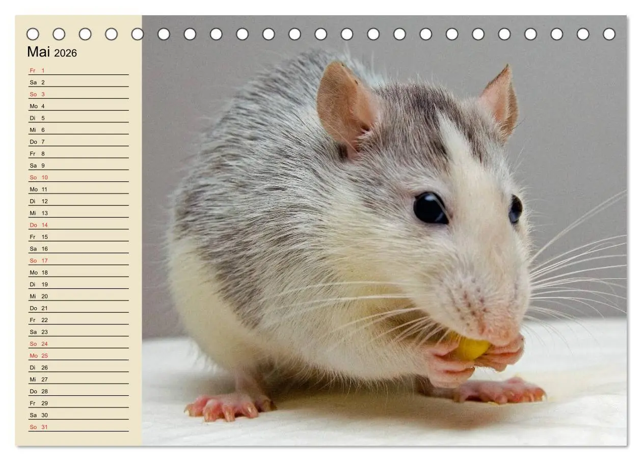 Bild: 9783457995105 | Ratten. Gelehrige Haustiere (Tischkalender 2026 DIN A5 quer),...
