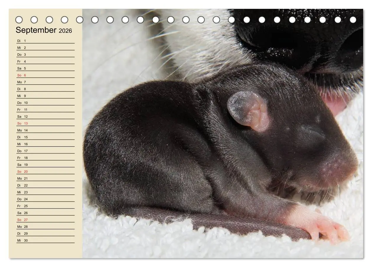 Bild: 9783457995105 | Ratten. Gelehrige Haustiere (Tischkalender 2026 DIN A5 quer),...