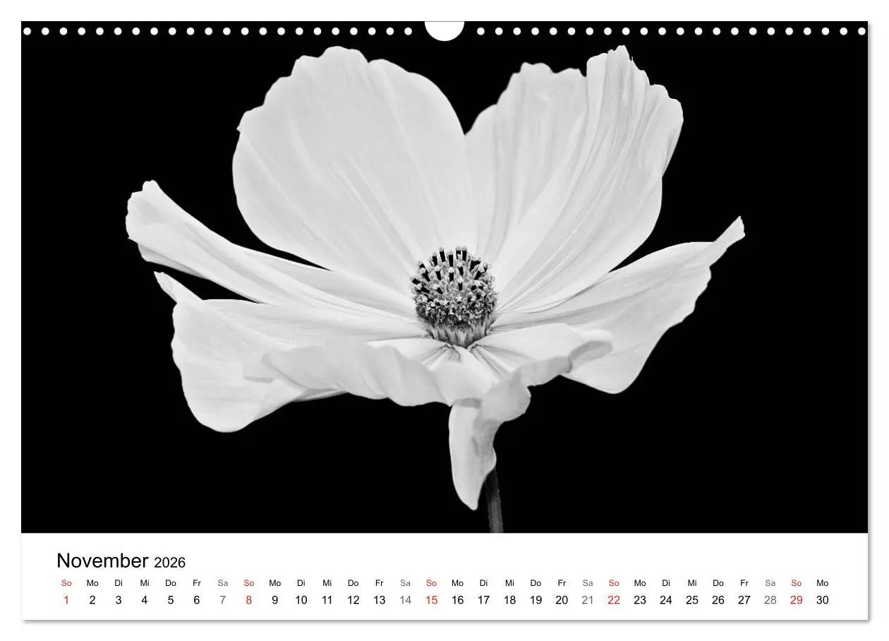 Bild: 9783516085105 | Blumen 2026, Schwarz-Weiß (Wandkalender 2026 DIN A3 quer), CALVENDO...