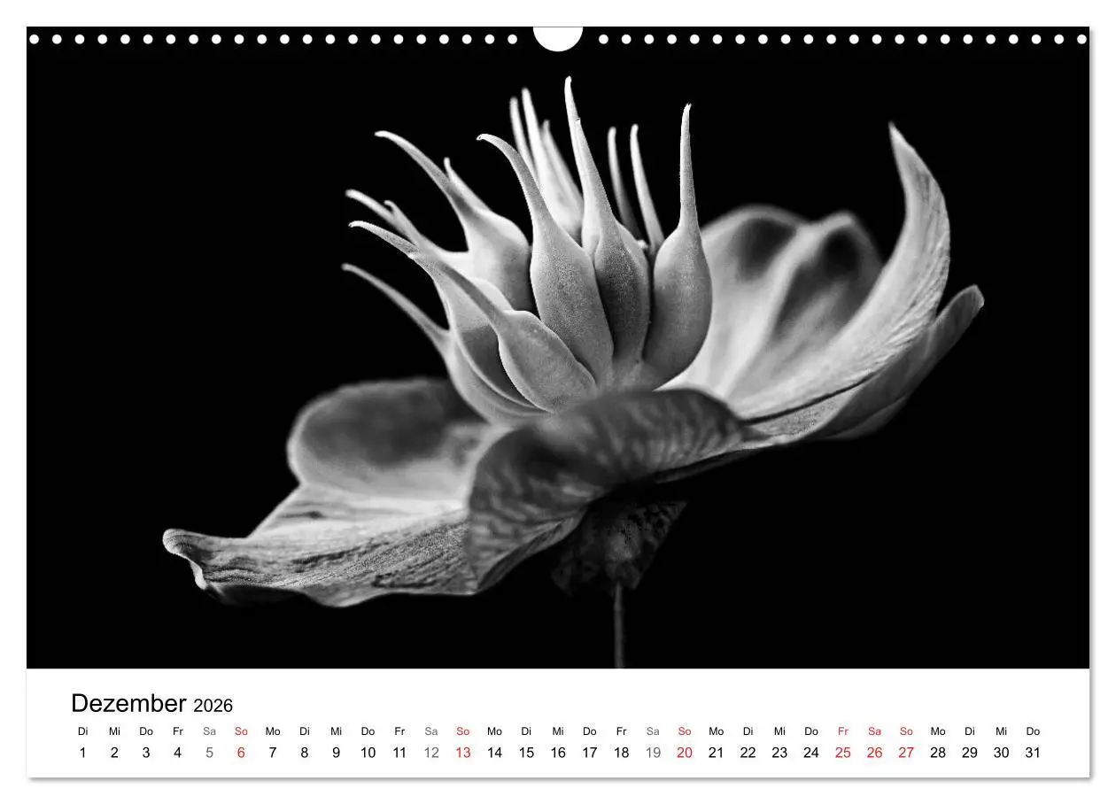 Bild: 9783516085105 | Blumen 2026, Schwarz-Weiß (Wandkalender 2026 DIN A3 quer), CALVENDO...