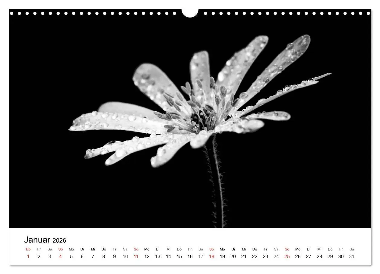Bild: 9783516085105 | Blumen 2026, Schwarz-Weiß (Wandkalender 2026 DIN A3 quer), CALVENDO...