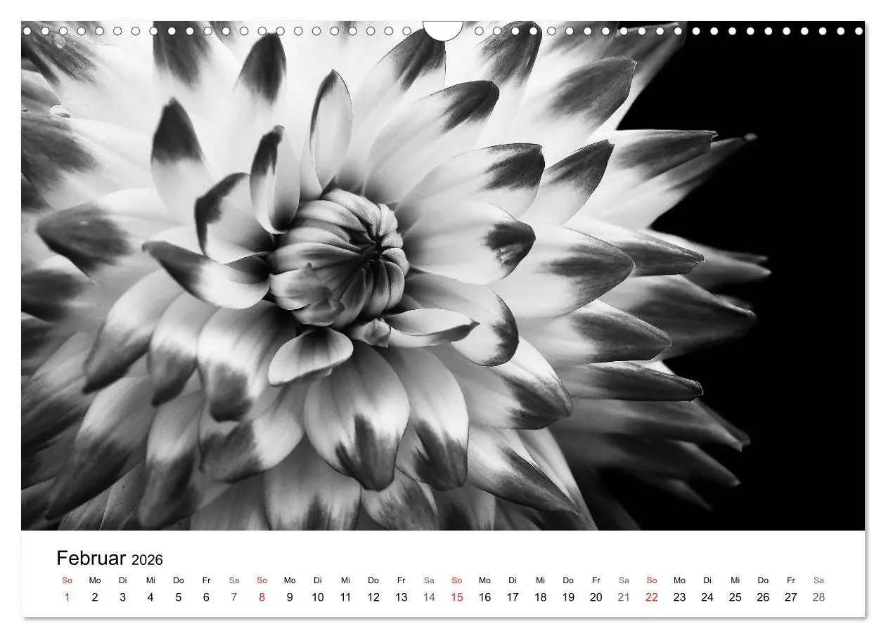 Bild: 9783516085105 | Blumen 2026, Schwarz-Weiß (Wandkalender 2026 DIN A3 quer), CALVENDO...
