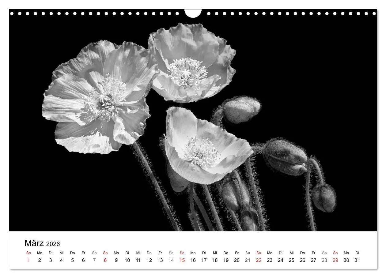 Bild: 9783516085105 | Blumen 2026, Schwarz-Weiß (Wandkalender 2026 DIN A3 quer), CALVENDO...
