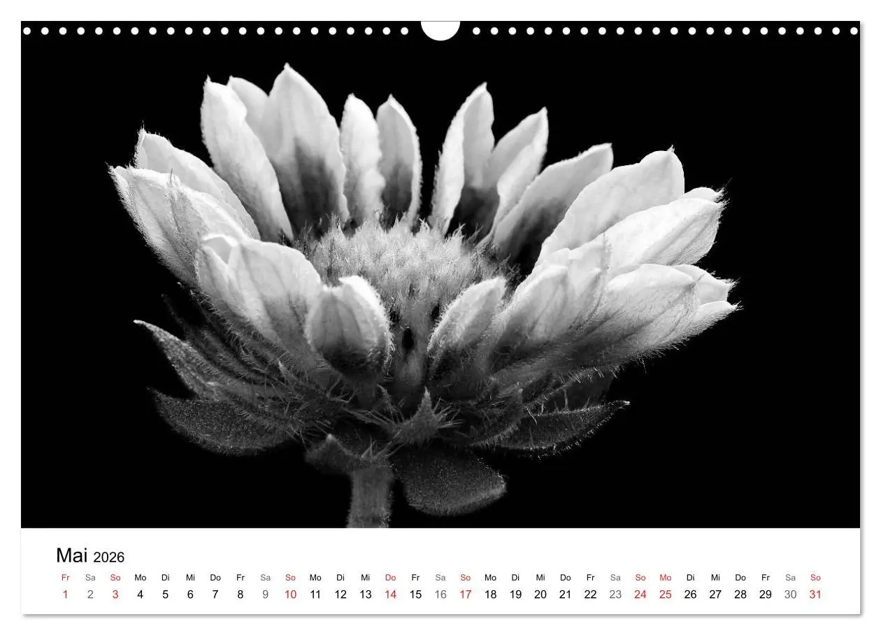 Bild: 9783516085105 | Blumen 2026, Schwarz-Weiß (Wandkalender 2026 DIN A3 quer), CALVENDO...