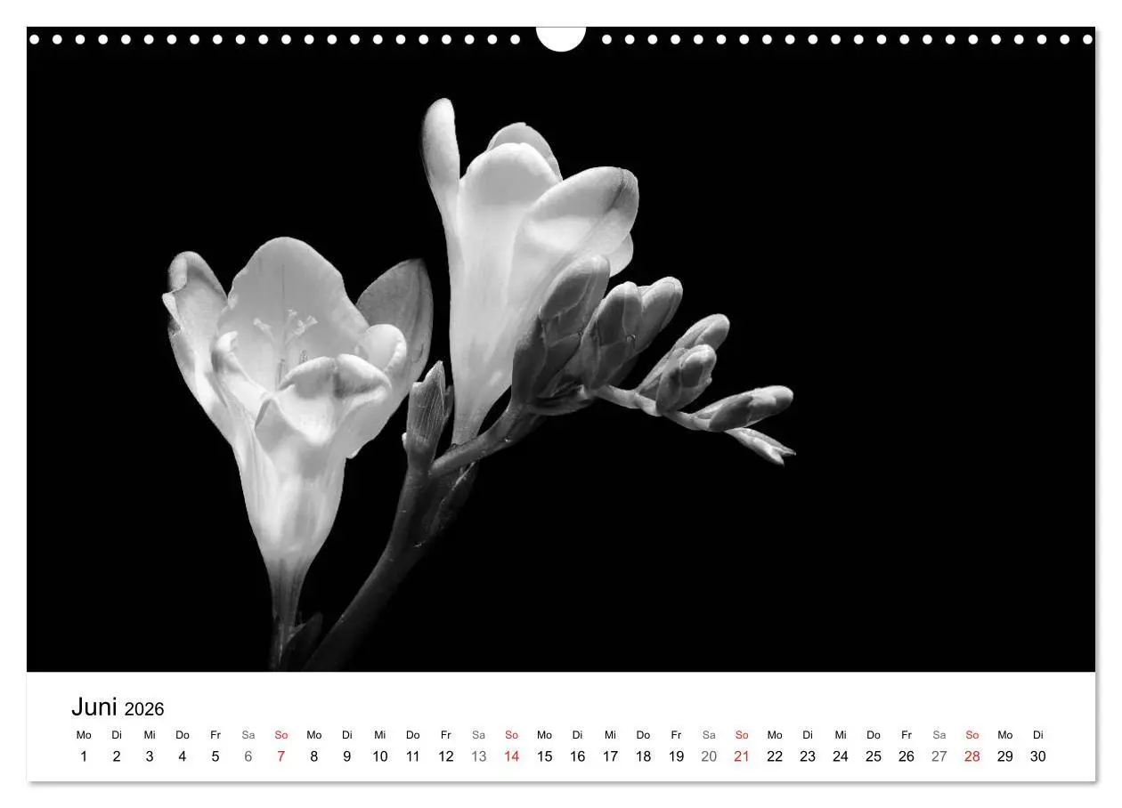 Bild: 9783516085105 | Blumen 2026, Schwarz-Weiß (Wandkalender 2026 DIN A3 quer), CALVENDO...