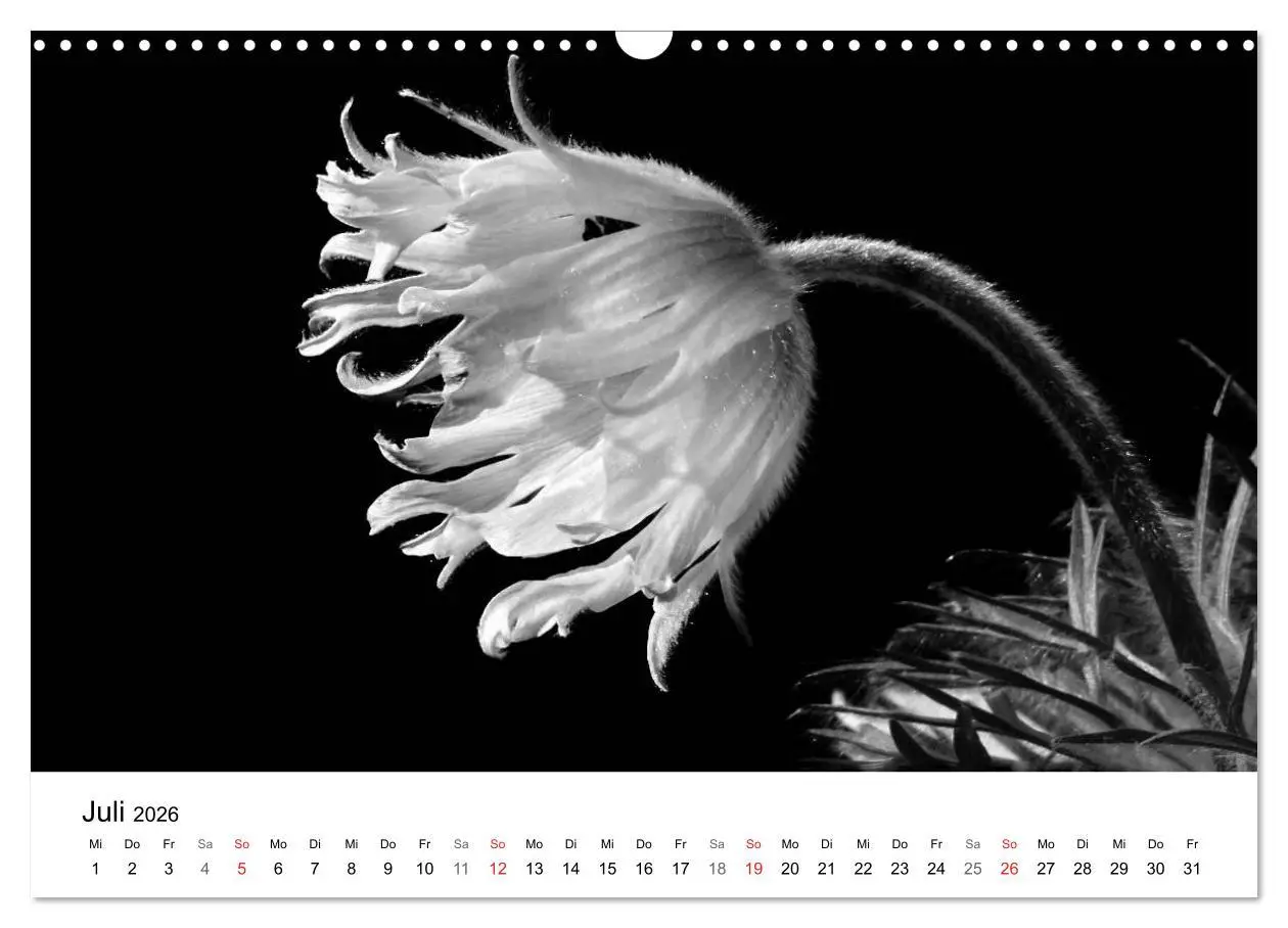 Bild: 9783516085105 | Blumen 2026, Schwarz-Weiß (Wandkalender 2026 DIN A3 quer), CALVENDO...