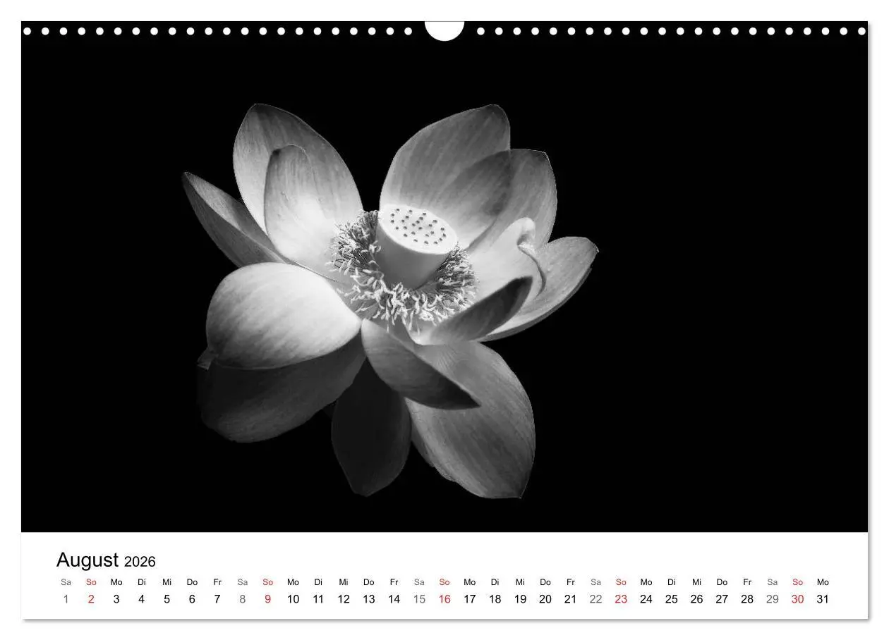 Bild: 9783516085105 | Blumen 2026, Schwarz-Weiß (Wandkalender 2026 DIN A3 quer), CALVENDO...