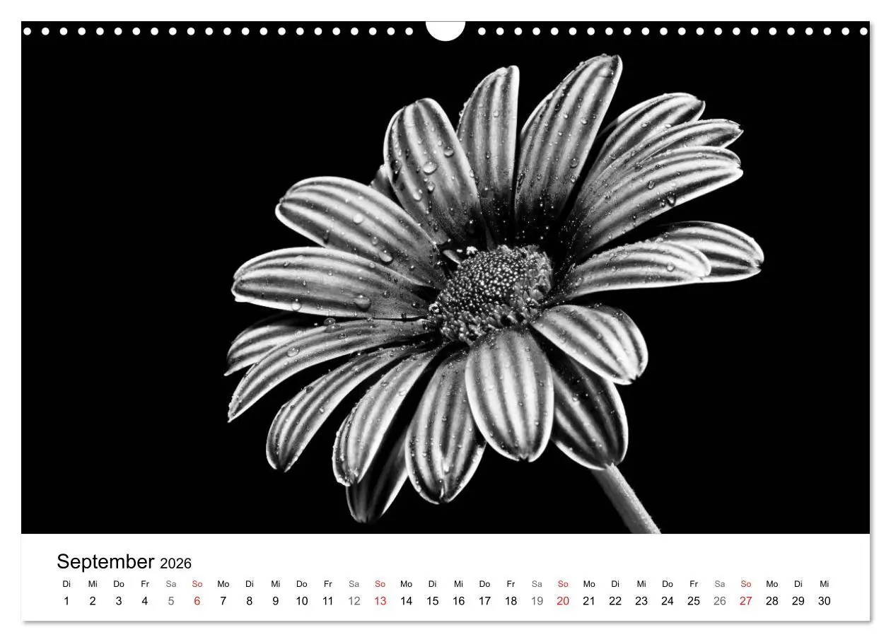 Bild: 9783516085105 | Blumen 2026, Schwarz-Weiß (Wandkalender 2026 DIN A3 quer), CALVENDO...