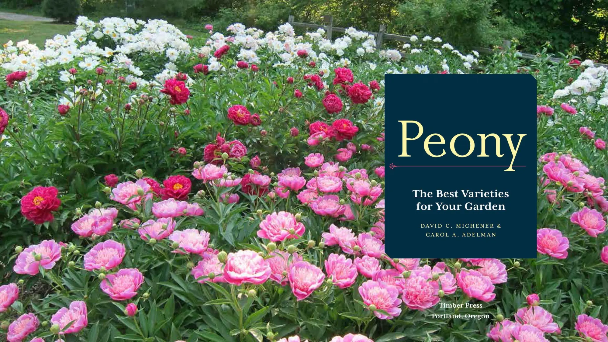 Bild: 9781604695205 | Peony | The Best Varieties for Your Garden | David C Michener (u. a.)
